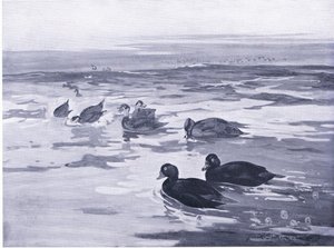 Zwarte Zee-eenden in de dageraad